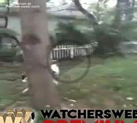 Dog Climbs Tree For Frisbee