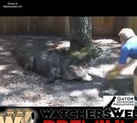 Gator Vs Watermelon