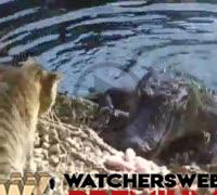 Cat Vs Alligator