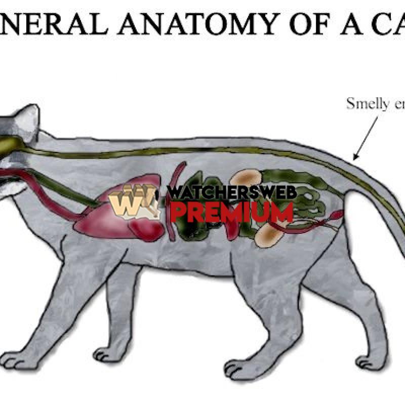 General Anatomy Of A Cat - c - Jermaine