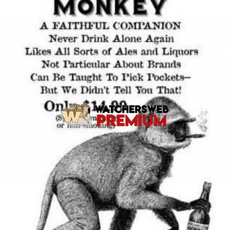 Trained Drinking Monkey - p - Jermaine