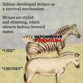 Why Zebras Have Stripes - c - Jermaine