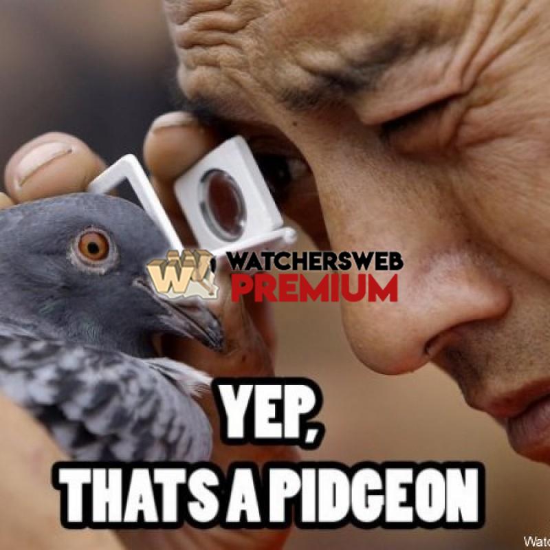 A Pigeon - p - Jermaine