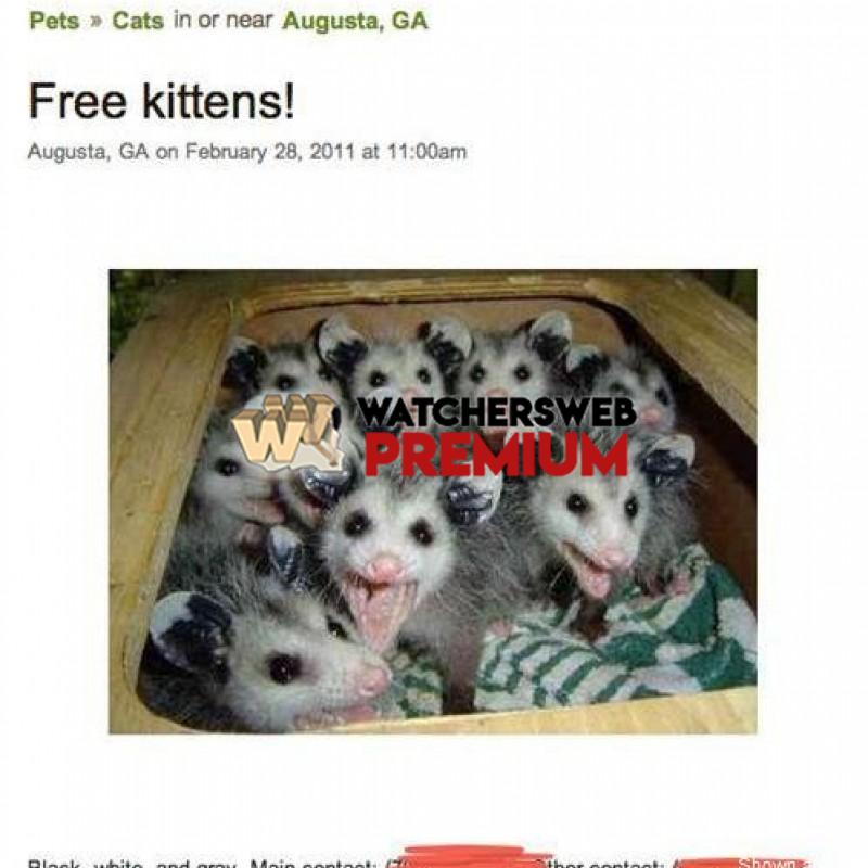 Free Kittens - p - Jermaine