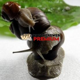 Snail Orgy - p - Jermaine