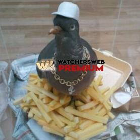 Pigeon From Brooklyn - p - Jermaine