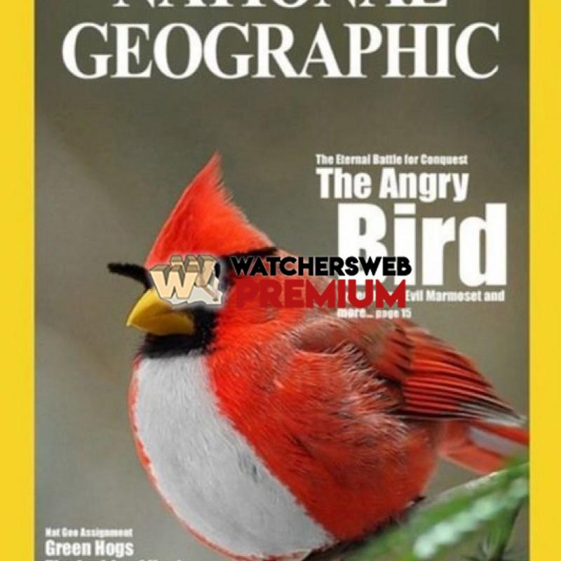 The Angry Bird - p - Jermaine