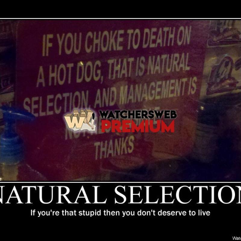 Natural Selection - p - Stone - Holland