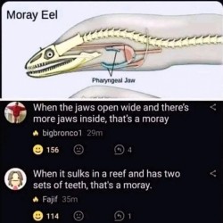 Thats A Moray